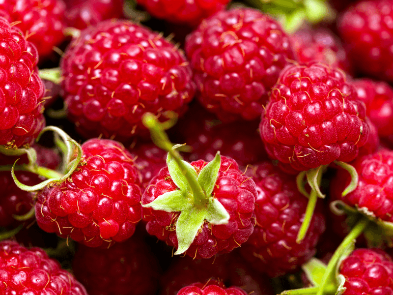 Antioxidant Support