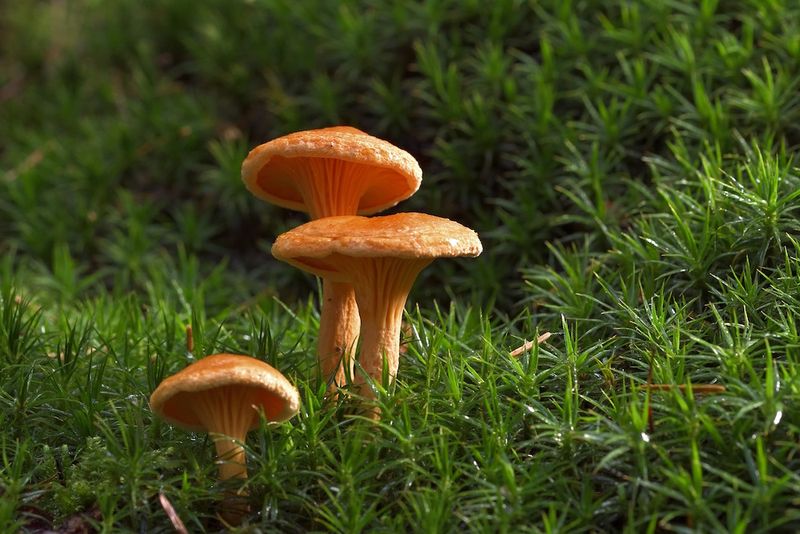 Focus On Foraged Foods