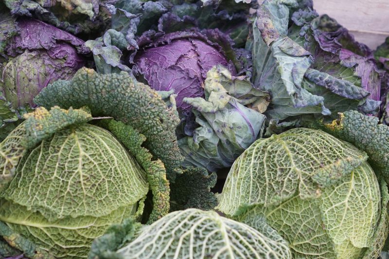 How Cabbage Supports Digestive Comfort And Gut Balance