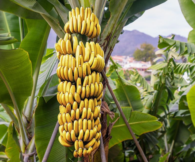 What Sustainable Farming Means For Banana Production