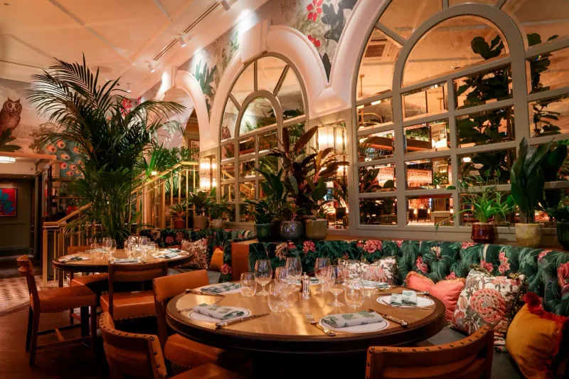 The Ivy