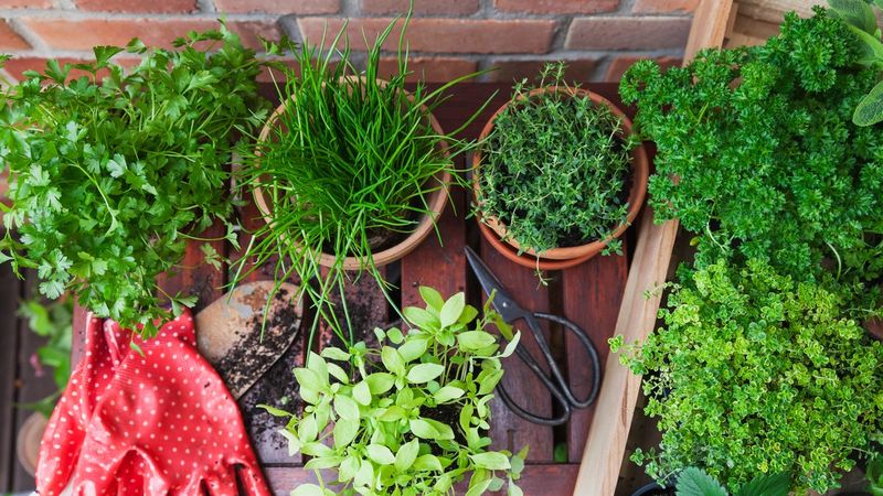Fresh Parsley Or Garden Herbs