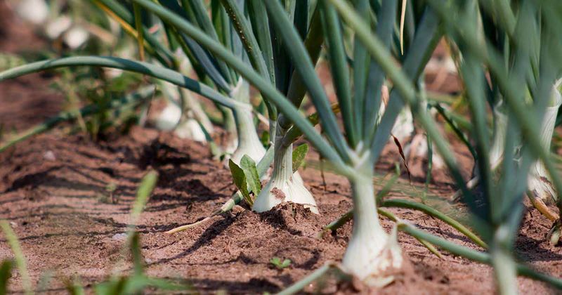 Spring Onions