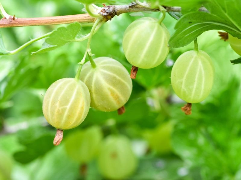 Gooseberries