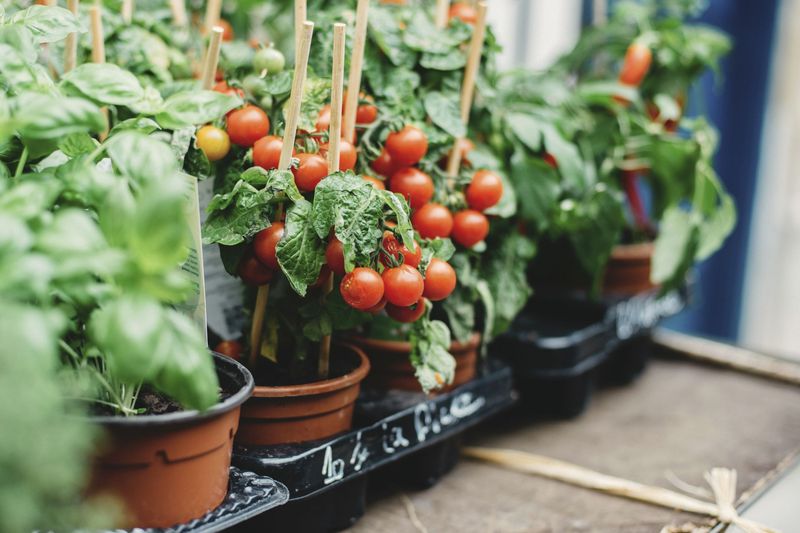 Growing Vegetables At Home