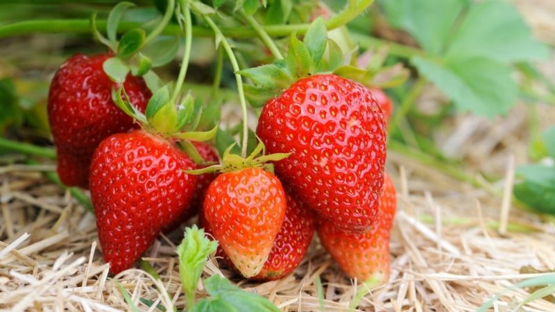 Strawberries