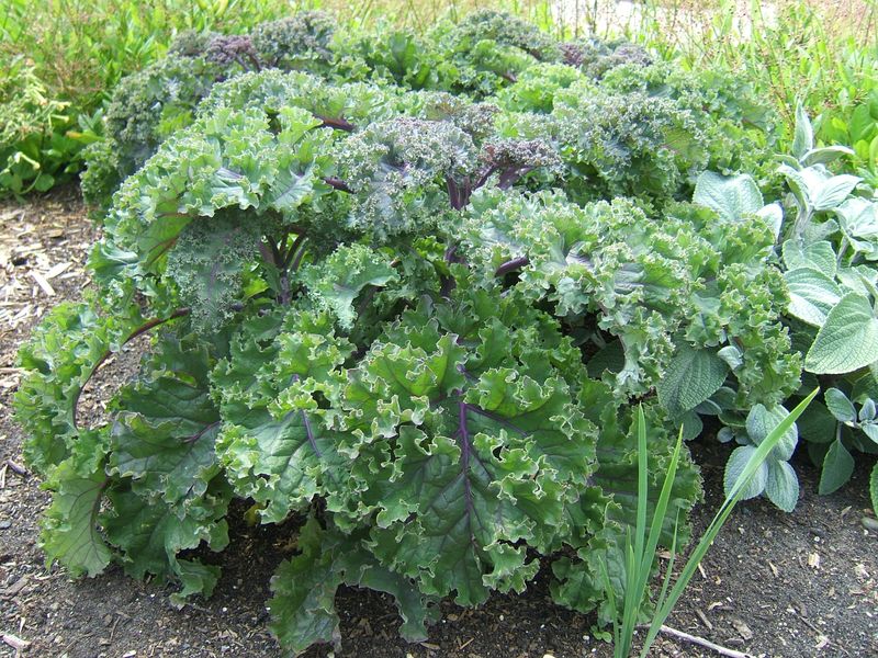 Kale