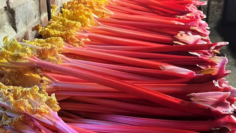 Forced Rhubarb