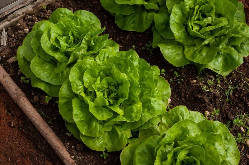 Grow Plants Suited To Your Climate