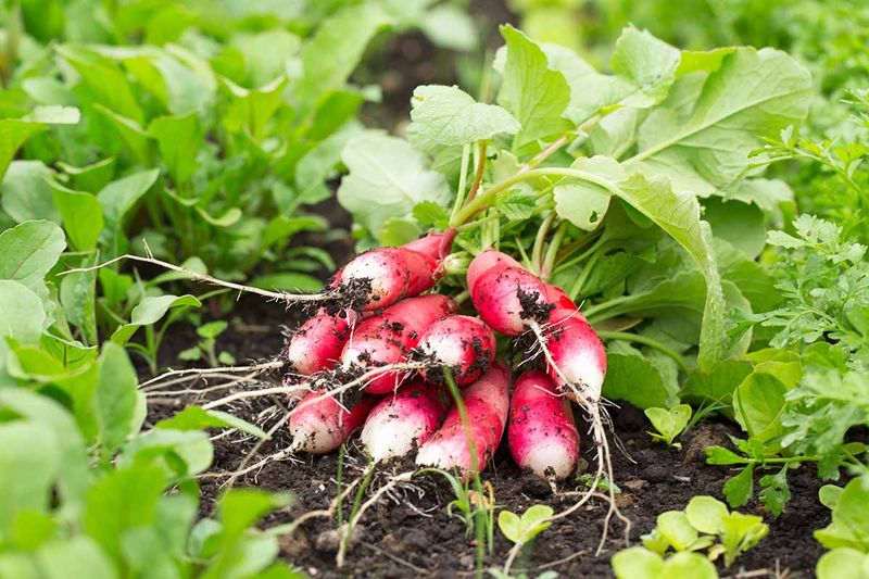 Radishes