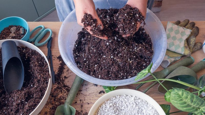 Use High-Quality Potting Compost