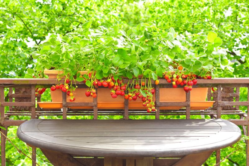 Use Rail Planters Safely