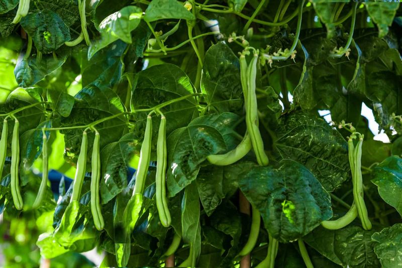 Runner Beans