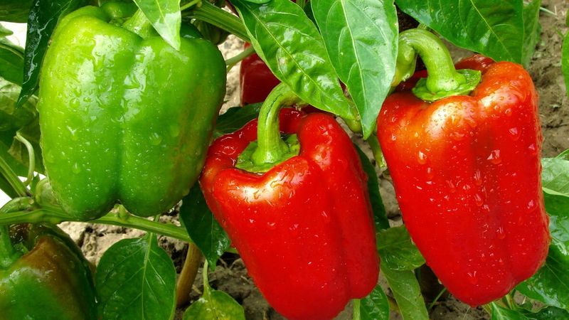 Bell Peppers