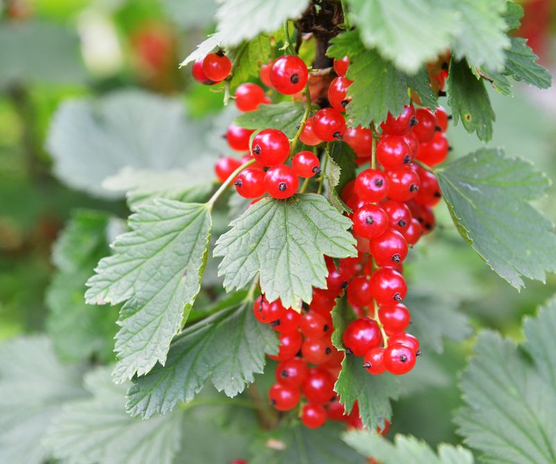 Redcurrants
