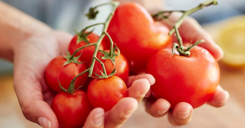 Tomatoes