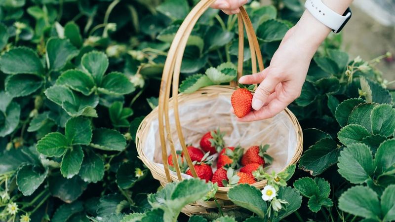 A Desire For Fresher Produce Straight From The Garden