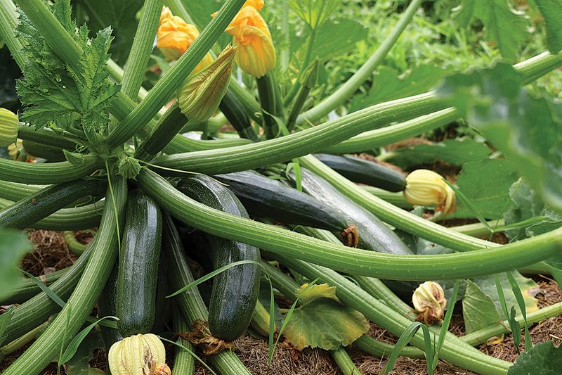 Zucchini