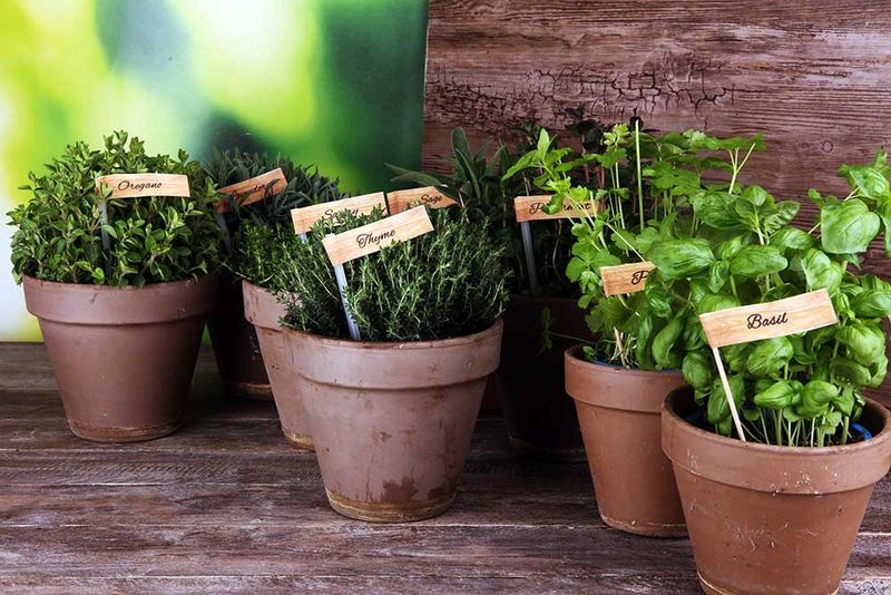 Start With Easy-Care Herbs