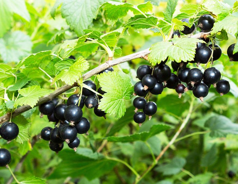 Blackcurrants