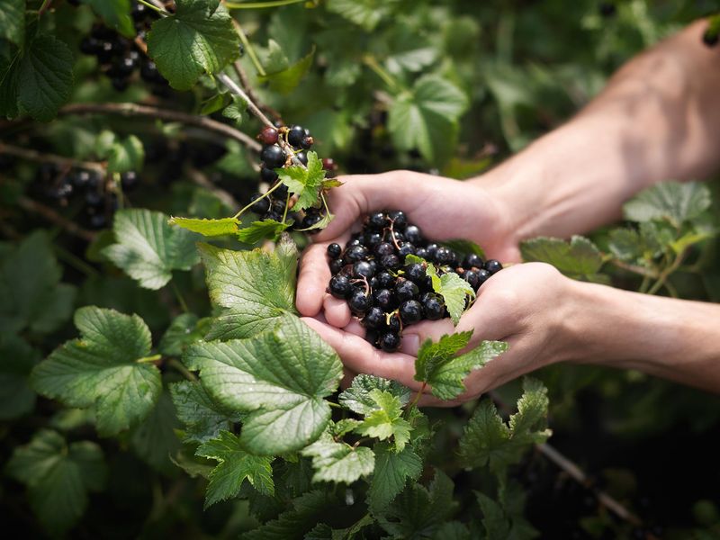 Blackcurrants