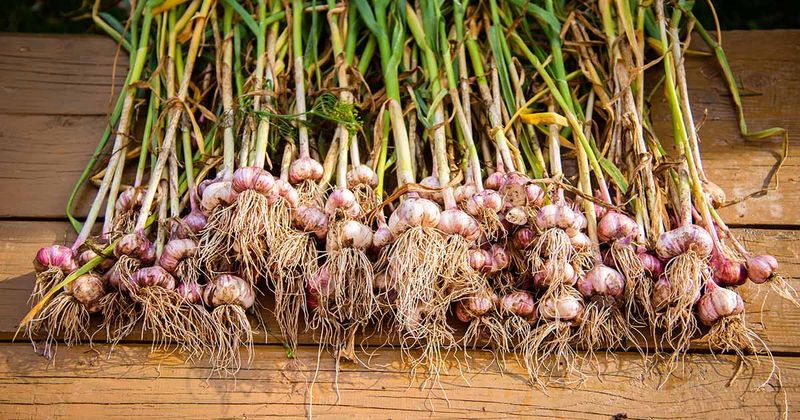 Garlic