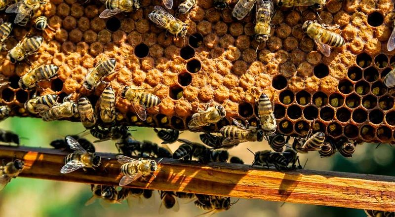 Honey Is Made When Bees Convert Nectar Through Enzymes