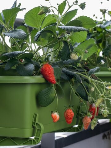 How To Start A Balcony Garden With 12 Tips For Small Space Growing