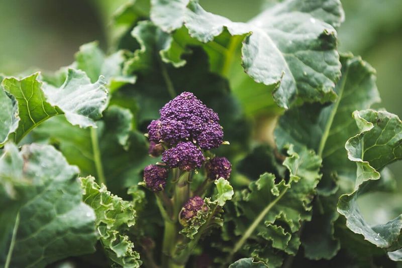 Purple Sprouting Broccoli