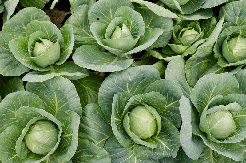 Cabbage