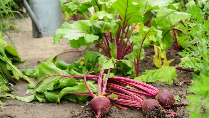 Beetroot