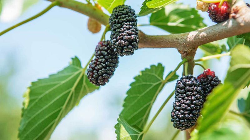 Mulberries