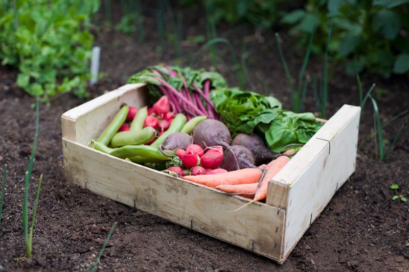 Understanding Where Food Comes From