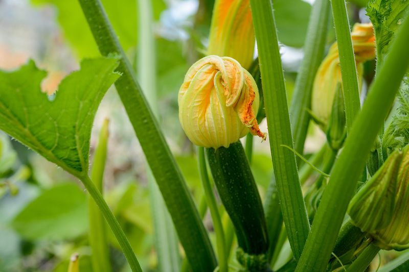 Courgettes