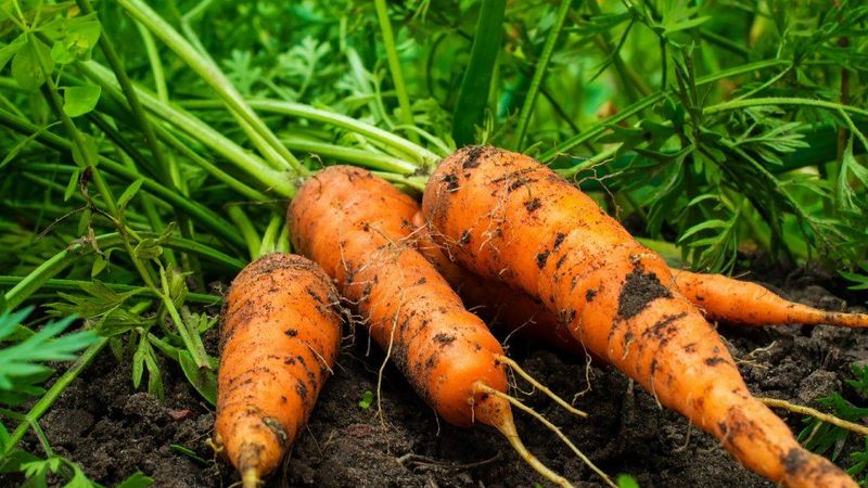 Carrots