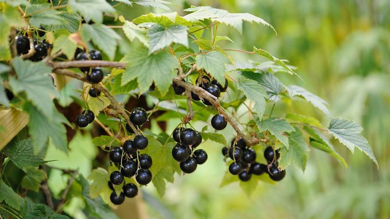 Blackcurrants