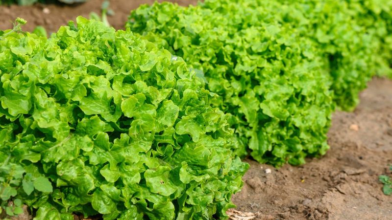 Lettuce