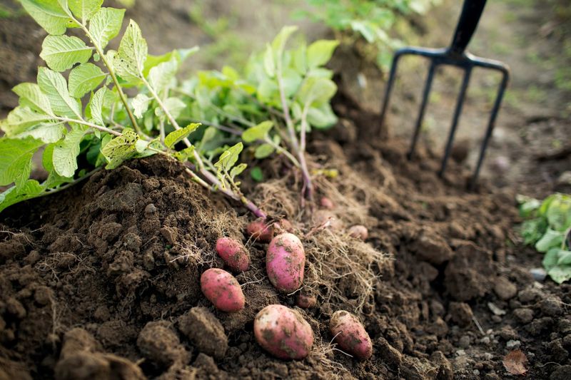 Potatoes