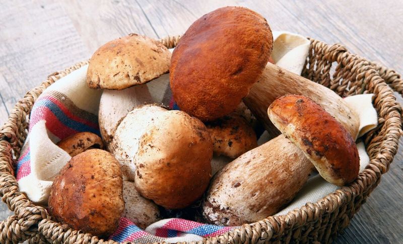 Layer In Red Wine And Porcini For Deep Savoury Flavour