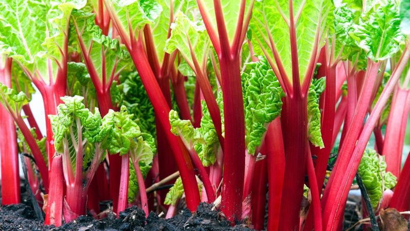 Rhubarb