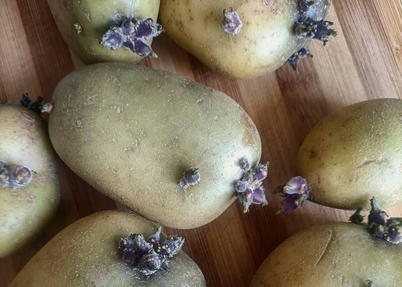 What Causes Potatoes To Sprout?