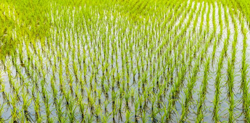 Rice Can Grow In Flooded Fields Called Paddies