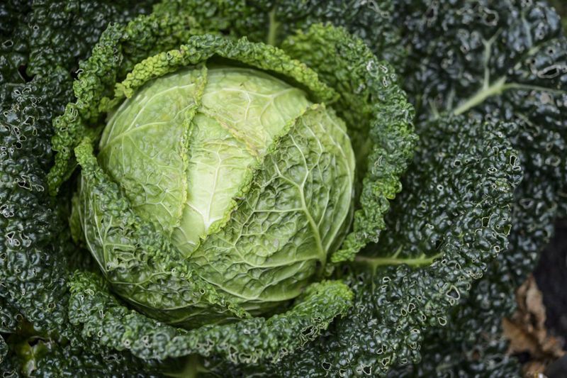 Winter Cabbage