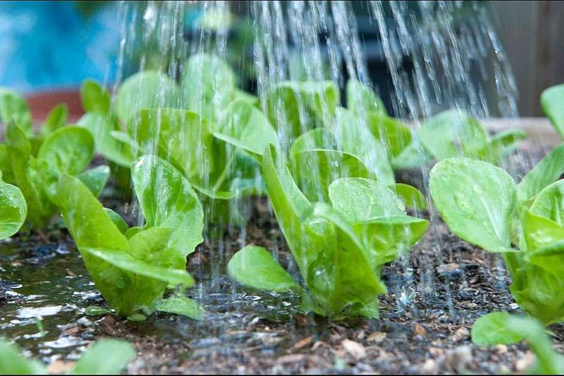Water Consistently But Carefully
