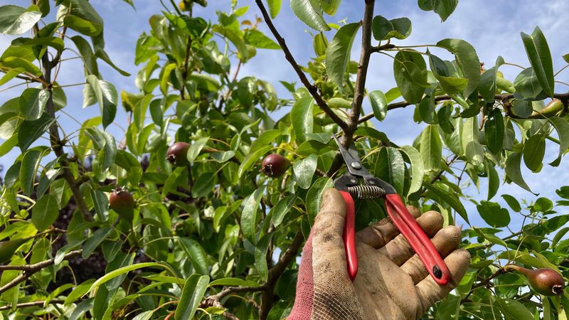 Controlled Pruning
