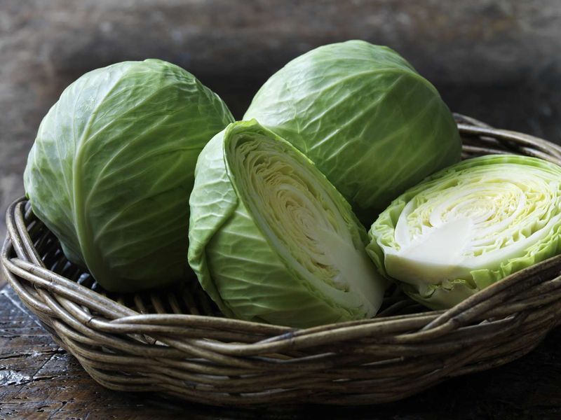 Cabbage