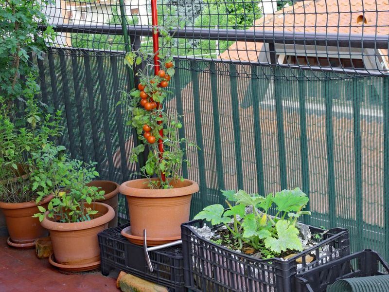 Add Compact Fruit And Veg Varieties