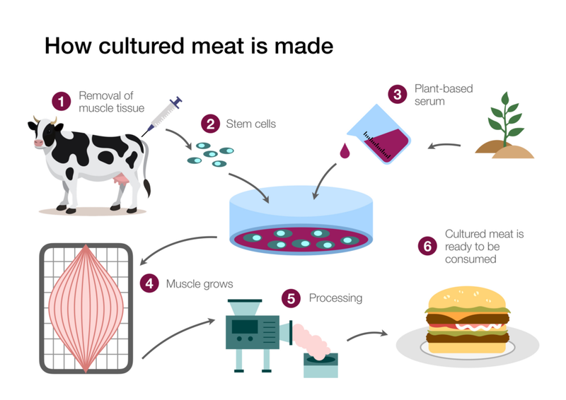 How Lab-Grown Meat Is Developed