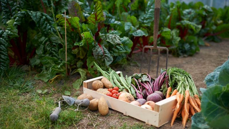 Rising Food Prices Encouraging Self Sufficiency