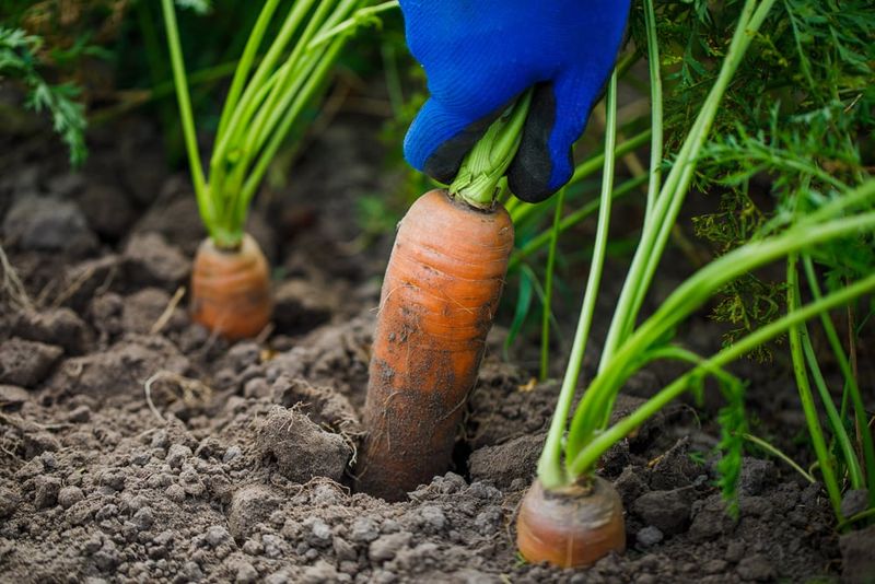 Carrots